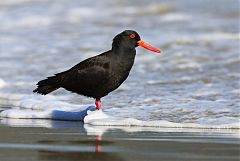 Sooty Oystercatcher